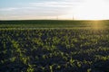 Rows of young corn plants on a fertile field with dark soil in beautiful warm sunset sunshine. Agriculture. Royalty Free Stock Photo