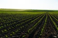 Rows of young corn plants on a fertile field with dark soil. Green corn field in the sunset. Green corn maize field in early stage Royalty Free Stock Photo