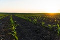 Rows of young corn plants on a fertile field with dark soil. Rows of sunlit young corn plants. Beautiful growing plant corn Royalty Free Stock Photo