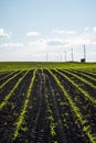 Rows of young corn plants on fertile soil. Maize growing on agricultural field. The concept of agriculture, healthy Royalty Free Stock Photo