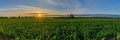 Rows of young corn plants. Green young maize on organic soil. Corn young plants in cultivated field. Panorama view of countryside Royalty Free Stock Photo