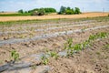 Rows of young corn plants growing in a field. The landscape features a clear blue sky and distant trees. Soil is prepared for agri Royalty Free Stock Photo