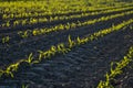 Rows of young corn plants growing on a vast field with dark fertile soil. Royalty Free Stock Photo