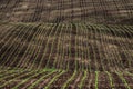 Rows of young corn plants