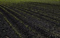 Rows of young corn plants on a moist field in a spring. Royalty Free Stock Photo