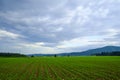 Rows of young corn plants Royalty Free Stock Photo