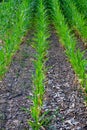 Rows of young corn plants with vibrant green leaves, surrounded by rocky, dry soil Royalty Free Stock Photo