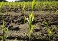 Rows of young corn shoots on a agricultural field. Royalty Free Stock Photo