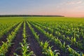 Rows of young corn shoots on a cornfield Royalty Free Stock Photo