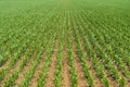 Rows of young corn shoots on a cornfield Royalty Free Stock Photo