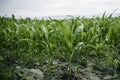 Rows of young corn shoots on a cornfield Royalty Free Stock Photo