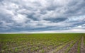 Rows of young corn shoots on a cornfield Royalty Free Stock Photo