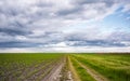 Rows of young corn shoots on a cornfield Royalty Free Stock Photo