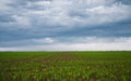 Rows of young corn shoots on a cornfield Royalty Free Stock Photo