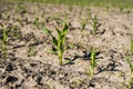 Rows of young corn shoots on a cornfield. Agriculture, agricultural field. Growing sweet corn. Royalty Free Stock Photo