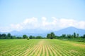 Rows of young corn shoots on cornfield. Green field with small plants corn. Maize seedling in the agricultural garden Royalty Free Stock Photo