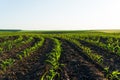 Rows of young corn shoots on a cornfield. Landscape view of a young corn field Royalty Free Stock Photo