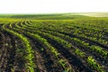 Rows of young corn shoots on a cornfield. Landscape view of a young corn field. Royalty Free Stock Photo