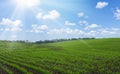 Rows of young corn shoots on a cornfield over blue sky background. Royalty Free Stock Photo