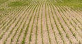 Rows of young corn shoots on a cornfield Royalty Free Stock Photo