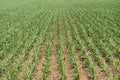 Rows of young corn shoots on a cornfield Royalty Free Stock Photo