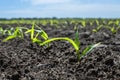 Rows of young corn sprouts in a field. Royalty Free Stock Photo