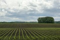 Rows of young corn Zea mays  in the spring. Agricultural field with maize plants in rows. Royalty Free Stock Photo