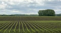 Rows of young corn Zea mays  in the spring. Agricultural field with maize plants in rows Royalty Free Stock Photo