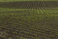 Rows of young corn Zea mays  in the spring. Agricultural field with maize plants in rows Royalty Free Stock Photo