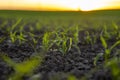 Rows of young fresh corn seedling. Maize growing in a fertile soil on a field. Cultivating of sorts corn. Agriculture. Royalty Free Stock Photo