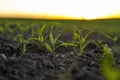 Rows of young fresh corn seedling. Maize growing in a fertile soil on a field. Cultivating of sorts corn. Agriculture. Royalty Free Stock Photo