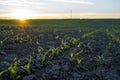 Rows of young fresh corn seedling. Maize growing in a fertile soil on a field in sunset. Cultivating of sorts corn Royalty Free Stock Photo