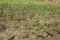 Rows of young, freshly germinated corn plants