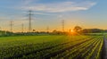 Rows of young, freshly germinated corn plants and high voltage transmission line towers. Sprouted green young maize on organic soi Royalty Free Stock Photo