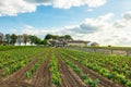 Rows of young grape vine on vineyards of Saint Emilion, Bordeaux. Wineyards in France. Wine industry. Agriculture and Royalty Free Stock Photo