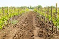 Rows of young grape vines growing. Grapes Vines being Planted. v Royalty Free Stock Photo