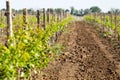 Rows of young grape vines growing. Grapes Vines being Planted. v Royalty Free Stock Photo