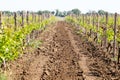 Rows of young grape vines growing. Grapes Vines being Planted. v Royalty Free Stock Photo