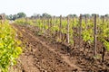 Rows of young grape vines growing. Grapes Vines being Planted. v Royalty Free Stock Photo