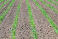 Rows of young green corn plants. Corn seedling on the field. Royalty Free Stock Photo