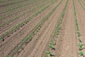 Rows of young green corn plants. Corn seedling on the field. Royalty Free Stock Photo