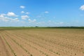 Rows of young green corn plants. Corn seedling on the field. Royalty Free Stock Photo