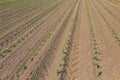 Rows of young green corn plants. Corn seedling on the field. Royalty Free Stock Photo