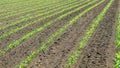 Rows of young green corn plants. Corn seedling on the field. Royalty Free Stock Photo