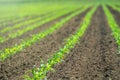 Rows of young green corn plants. Corn seedling on the field. Royalty Free Stock Photo