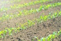 Rows of young green corn plants. Corn seedling on the field. Royalty Free Stock Photo