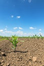 Rows of young green corn plants. Corn seedling on the field. Royalty Free Stock Photo