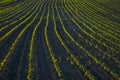 Rows of young green corn plants growing on a vast field with dark fertile soil leading to the horizon. Agriculture Royalty Free Stock Photo