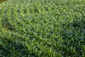 Rows of young green, fresh corn shoots on a cornfield Royalty Free Stock Photo