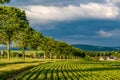 Rows of young green plants on a fertile field with dark soil in warm sunshine under dramatic sky Royalty Free Stock Photo